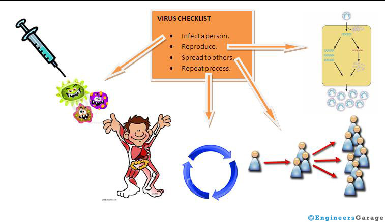 How computer viruses work?