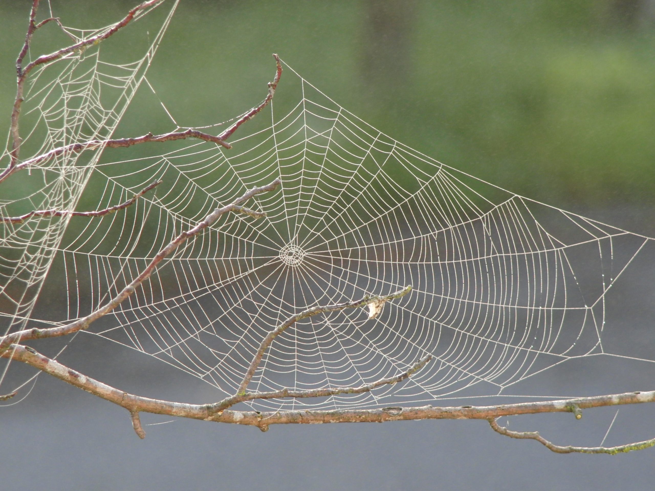 Spider Silk: The Super Material of the Future